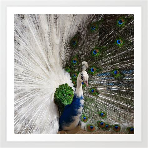 Blue White Peacock Art Print by Erika Kaisersot | Society6