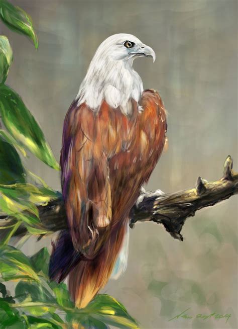 Photoshop CC Brahminy Kite By Nosoart On DeviantArt Eye For Beauty