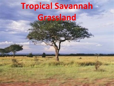 Tropical Savannah Grassland Key Features of the Tropical