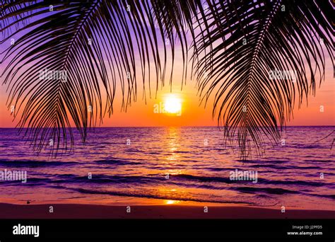 Beautiful sunset. Sunset over the ocean with tropical palm trees ...