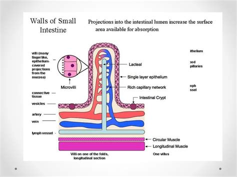 Histology of gastrointestinal tract