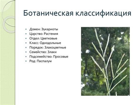 Лядвенец рогатый (lotus corniculatus) - презентация онлайн