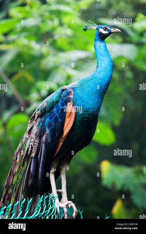 An Indian Blue Peafowl Pavo Cristatus Stock Photo Alamy