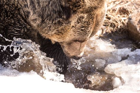 16 cute photos of Grouse Mountain's grizzly bears awakening from ...