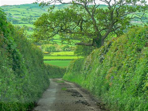 A History of hedgerows - People's Trust for Endangered Species