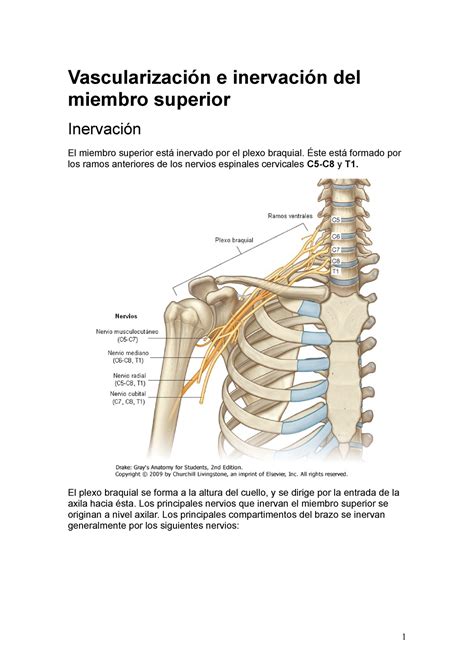 Vascularizacion e inervacion del miembro superior Vascularización e