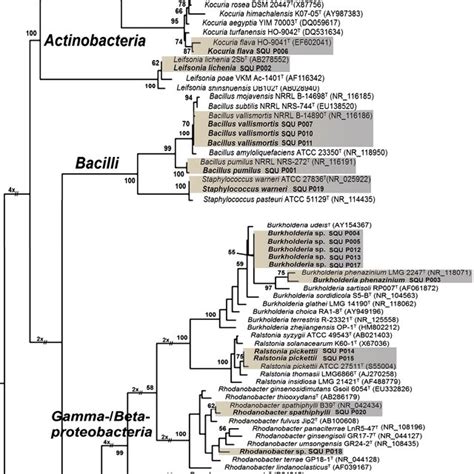 The Single Most Parsimonious Tree Generated From Maximum Parsimony Download Scientific Diagram