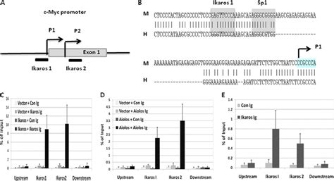 Aiolos And Ikaros Bind C Myc Promoter In Pre B Cells In Vivo A