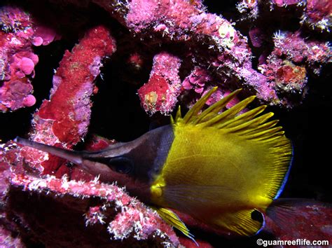 Butterflyfishes Chaetodontidae Guamreeflife