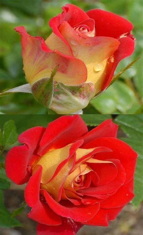 25 Rare Seed Ketchup Mustard Rose Seeds Perennial Etsy