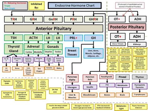 Endocrine System Flow Diagram S14 Endocrine Chart