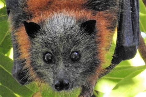 Blood Feeding Vampire Bats Evolved And Survive Thanks To Jumping Genes