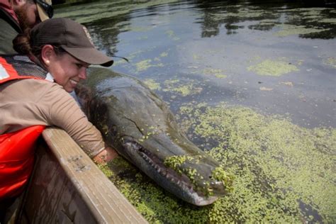 All About Alligator Gar | U.S. Fish & Wildlife Service