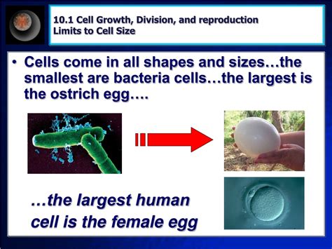 PPT Topic 4 Cell Growth Division PowerPoint Presentation Free