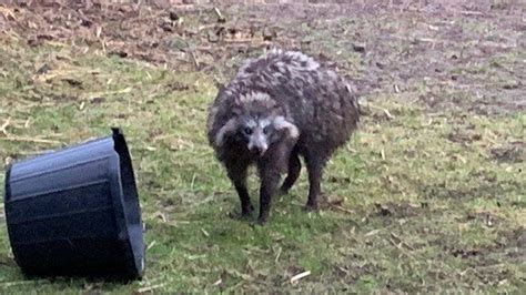 Raccoon Dogs What Are They Where Are They From Bbc News