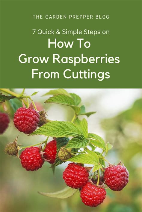 7 Quick Simple Steps On How To Grow Raspberries From Cuttings Artofit