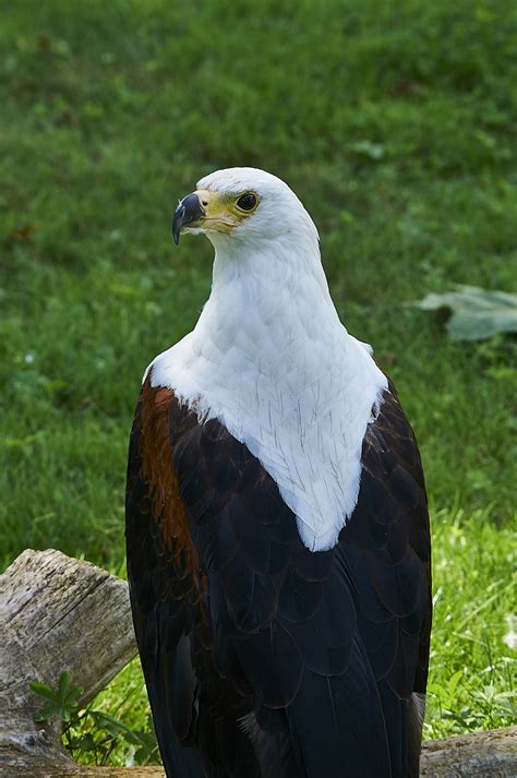 Le 24 août 2022 envolez vous avec notre famille de rapaces Le PAL