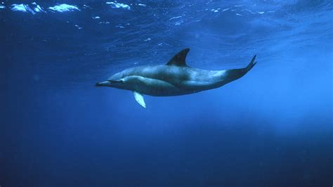 Short Beaked Common Dolphin All About Whales