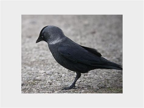 Details Nordic Jackdaw Birdguides