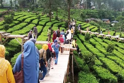 Intip 5 Lokasi Wisata Paling Indah Di Kawasan Puncak Bogor Dari