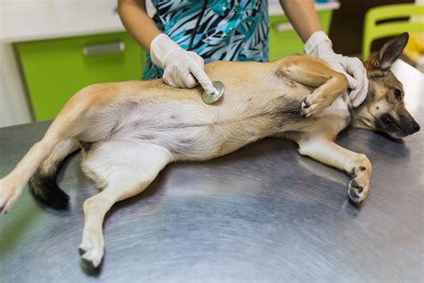 Verborgen Ziekten Waaraan Je Hond Kan Overlijden