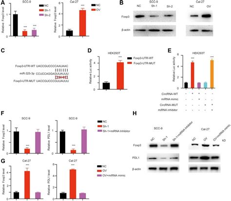 Has Circ 0069313 Inhibited MiR 325 3p Induced Foxp3 Degradation A