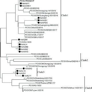 The Phylogenetic Analysis Based On The Cap Genes Of PCV2 The