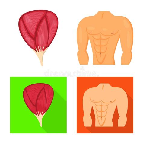 Conception De Vecteur De Fibre Et D Ic Ne Musculaire Collection De