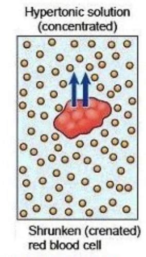 Osmosis Diffusion Atoms Water Properties Flashcards Quizlet