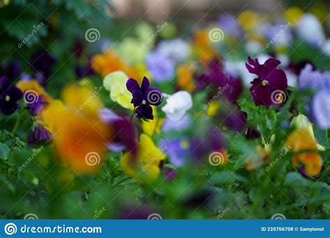 Floral Arrangement In The Craiova Botanical Garden Stock Photo Image