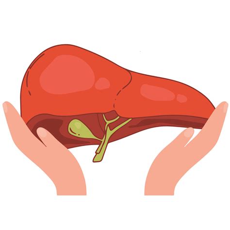 Realistic Liver Anatomy Structure Vector Hepatic System Organ