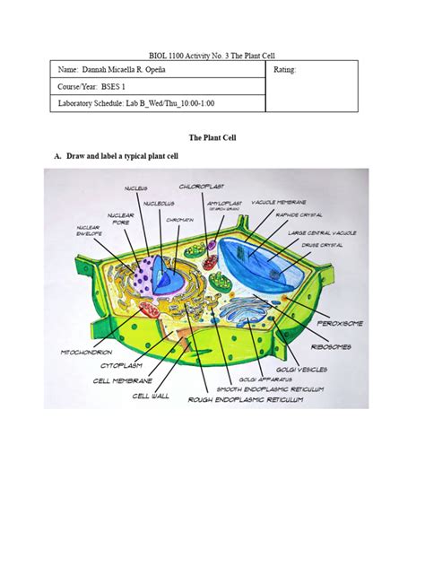 Act 3 The Plant Cell Laboratory Report Pdf Cell Biology Cell