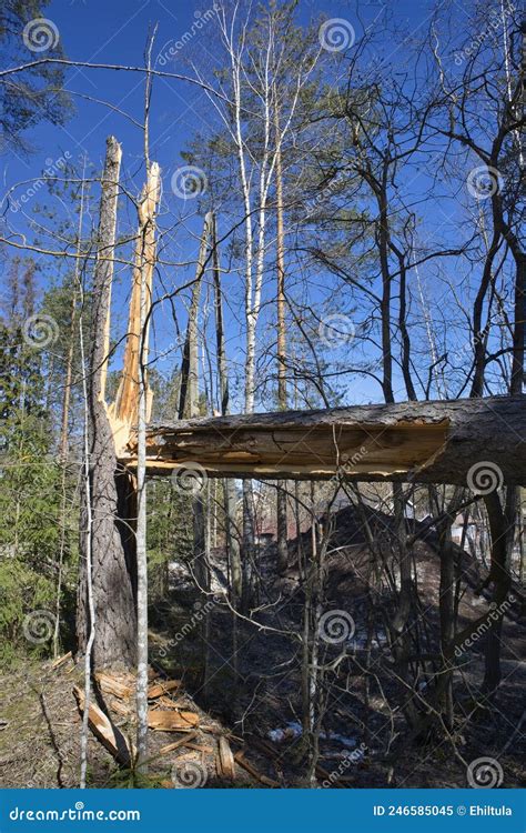 Broken Pine Tree In The Forest After A Storm Stock Image Image Of