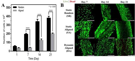 Cell Viability And Alignment Within Fibrin Based Microfibers Under