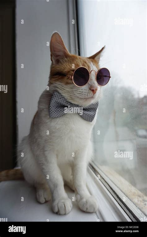 Cat Wearing Bow Tie And Glasses Looking Out Of The Window Stock Photo