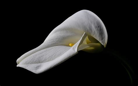 Download Flower Nature Calla Lily Hd Wallpaper