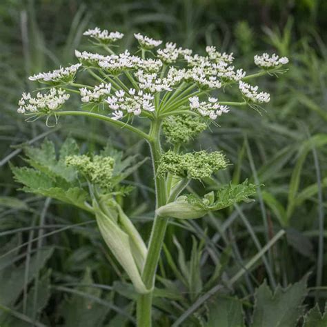 Cow Parsnip Identification Edible Parts And Cooking