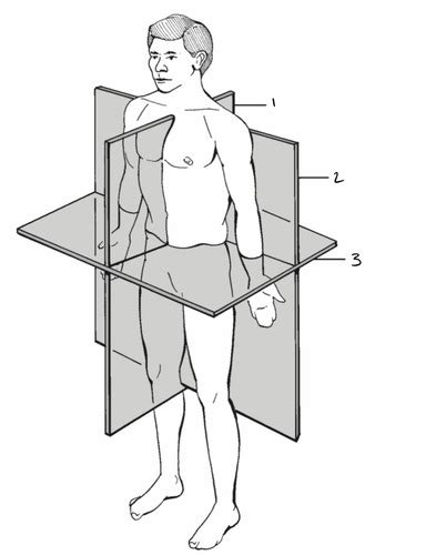 Sectional Anatomy Chapter Flashcards Quizlet