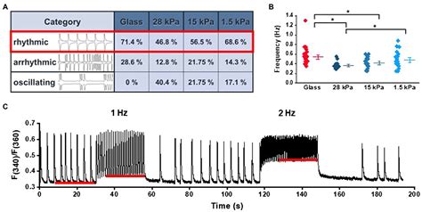 Frontiers Substrate Stiffness Influences Structural And Functional