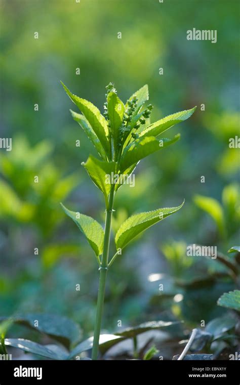 Dogs Mercury Mercurialis Perennis Male Plant Germany Stock Photo