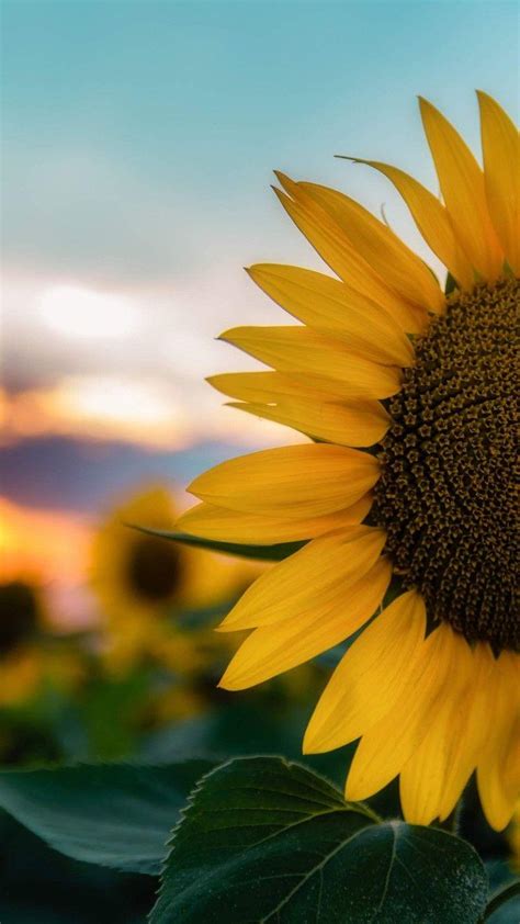 Sunflower Girl Wallpapers - Wallpaper Cave