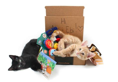 12 Best Monthly Cat Subscription Boxes - Urban Tastebud