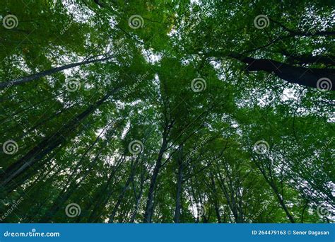Tall Trees In The Forest In Wide Angle View From Below Carbon