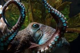 Inky the octopus re-enacts ‘Finding Nemo’ scene in aquarium-to-ocean ...