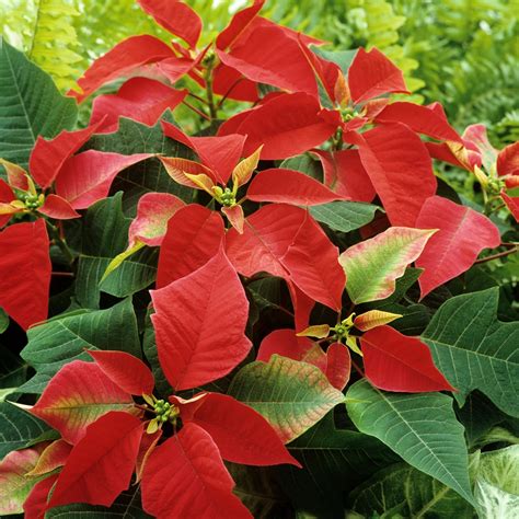 Poinsettia Cultiver Et Entretenir Ooreka