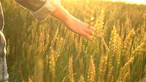 Man S Hand Of Farmer Man In Wheat Field Walking And Touching Wheat Ears