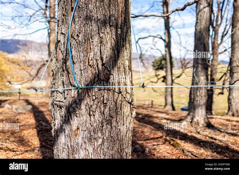 Maple Syrup Tap On Maple Tree Collecting Sap With Tubing Tubes