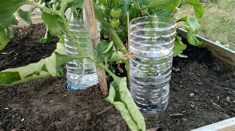 Arrosage Tomates Avec Bouteille Plastique Arroser Pendant Les