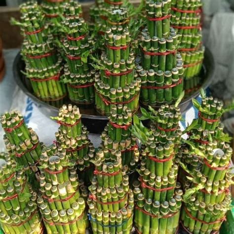 Jual Tanaman Hias Air Bambu Hoki Lucky Bamboo China Imlek Susun Sincia