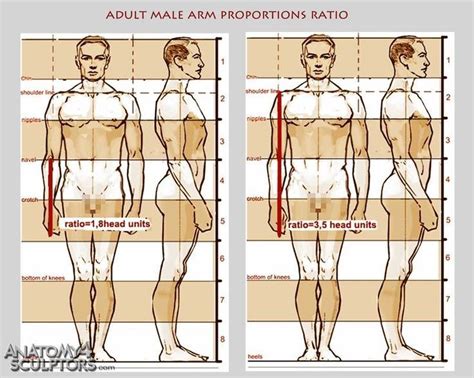 Proporciones Hombre 3 4 De 1 Cdc 11092013 Anatomy Reference Human